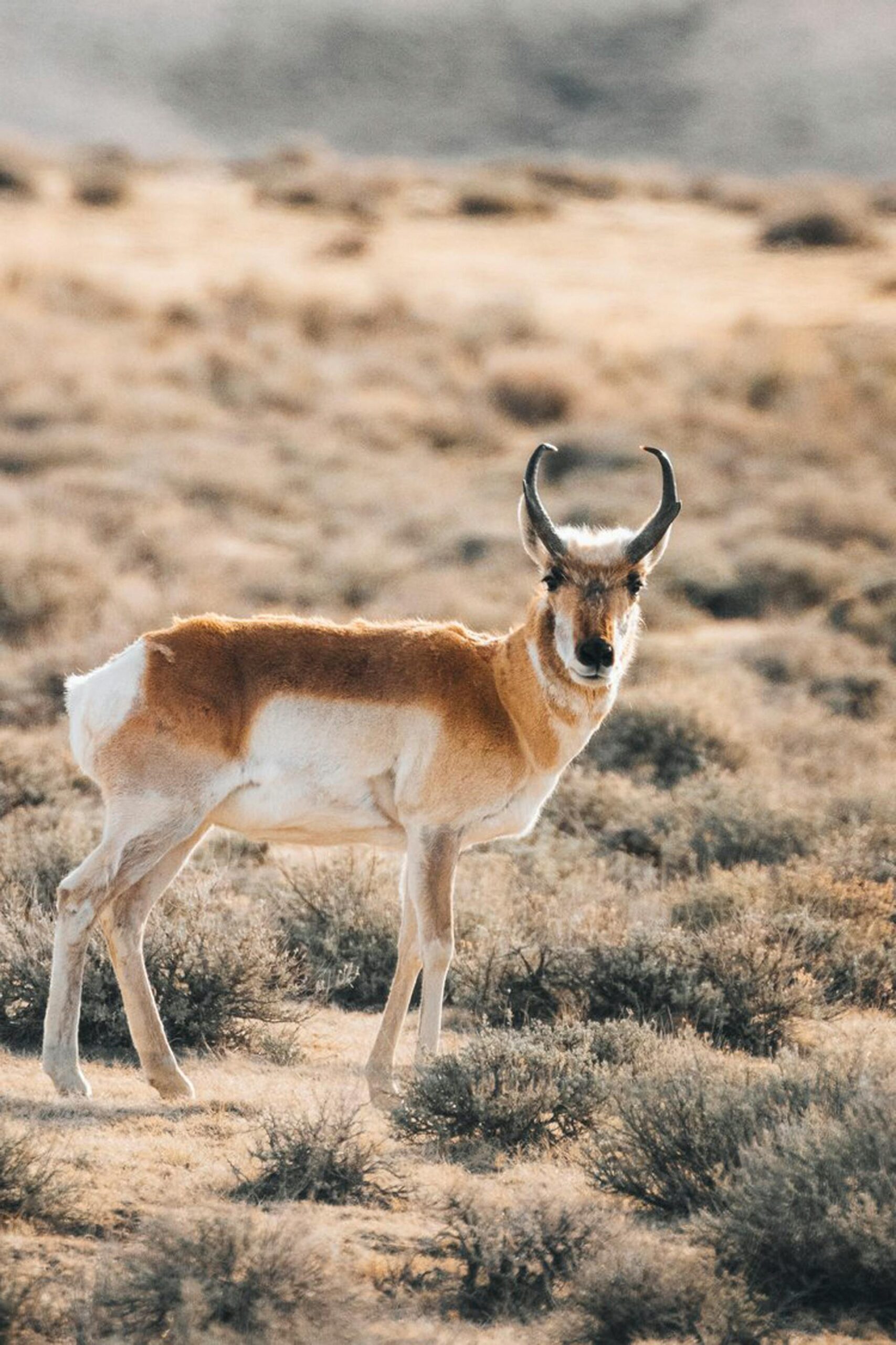 Sonoran pronghorn standing in its desert habitat, showcasing its unique features.
