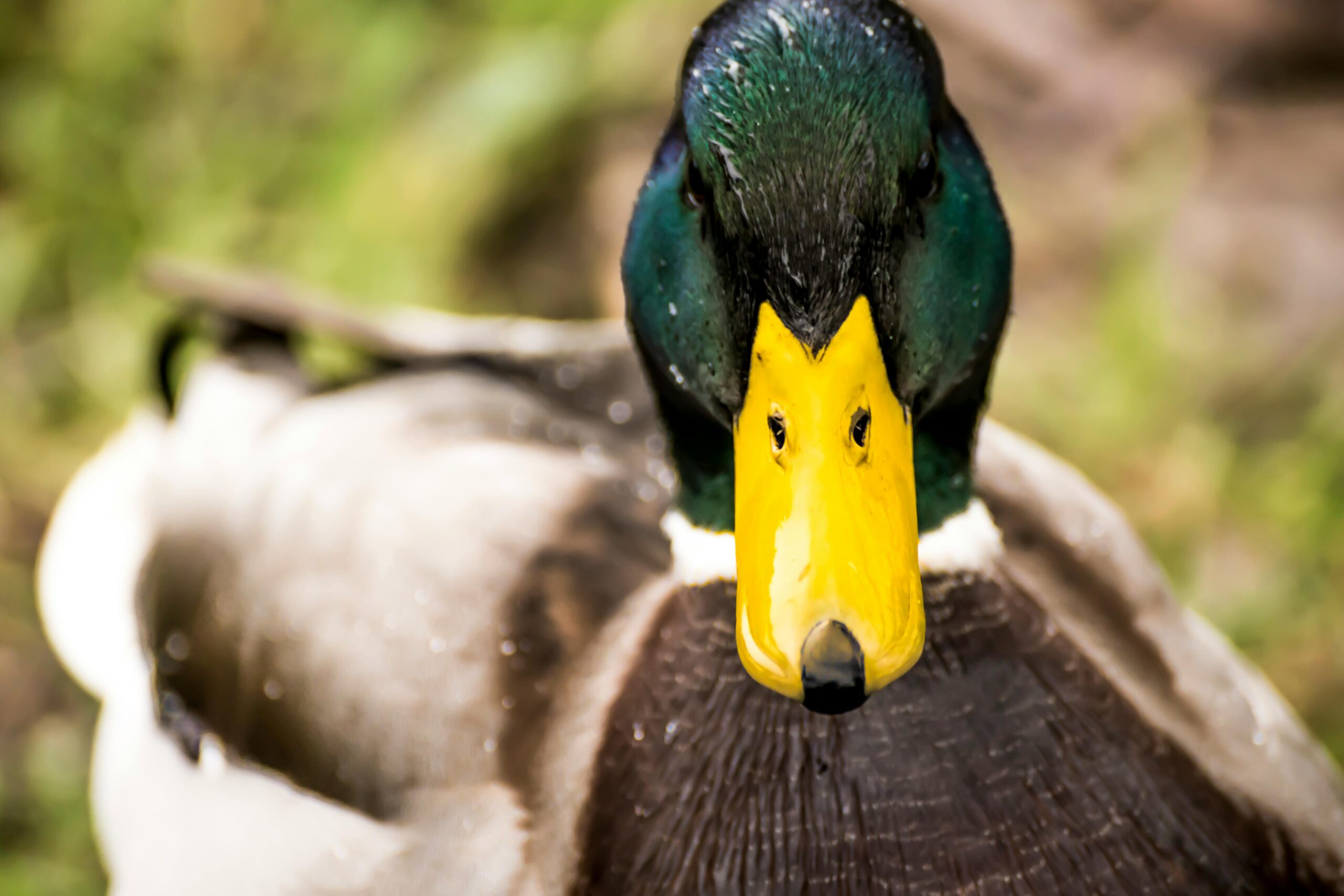 Intimate close-up of a mallard duck showcasing its vibrant feathers and distinct yellow bill.