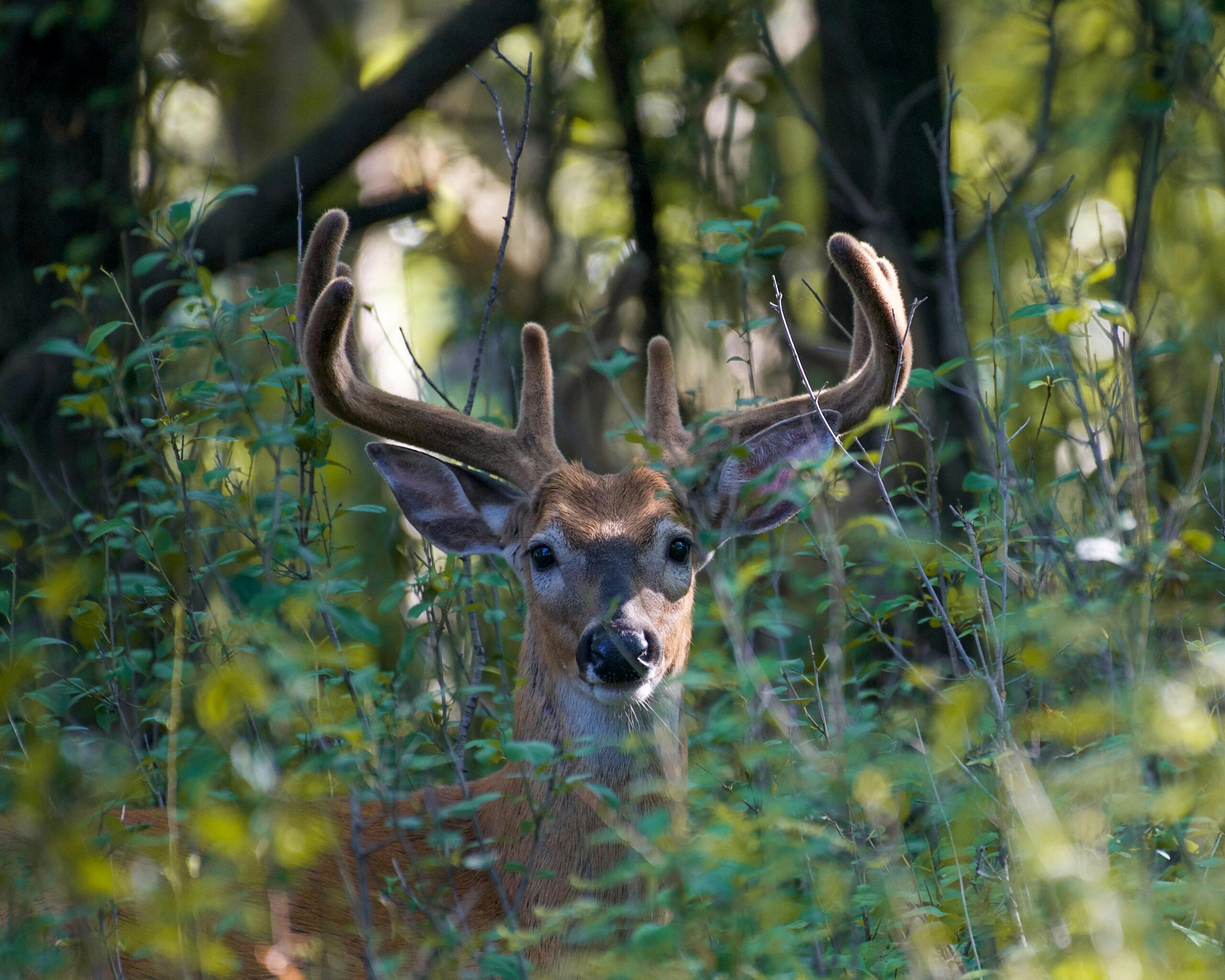 Close-up of a deer with velvet antlers and lush green scenery, showcasing natural beauty.