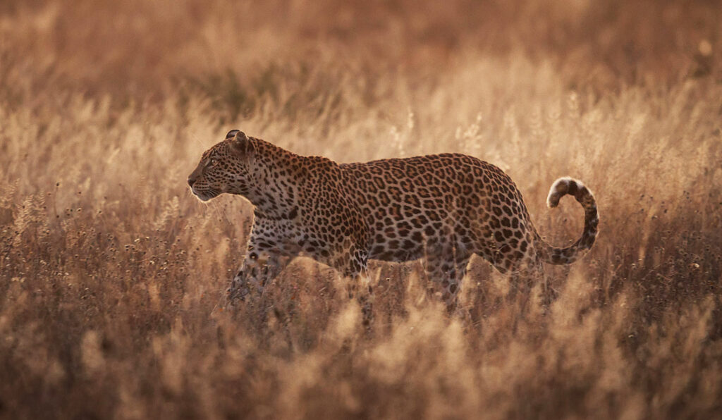 Leopard Hunting in Zimbabwe: A Complete Guide to Africa’s Ultimate Dangerous Game Hunt