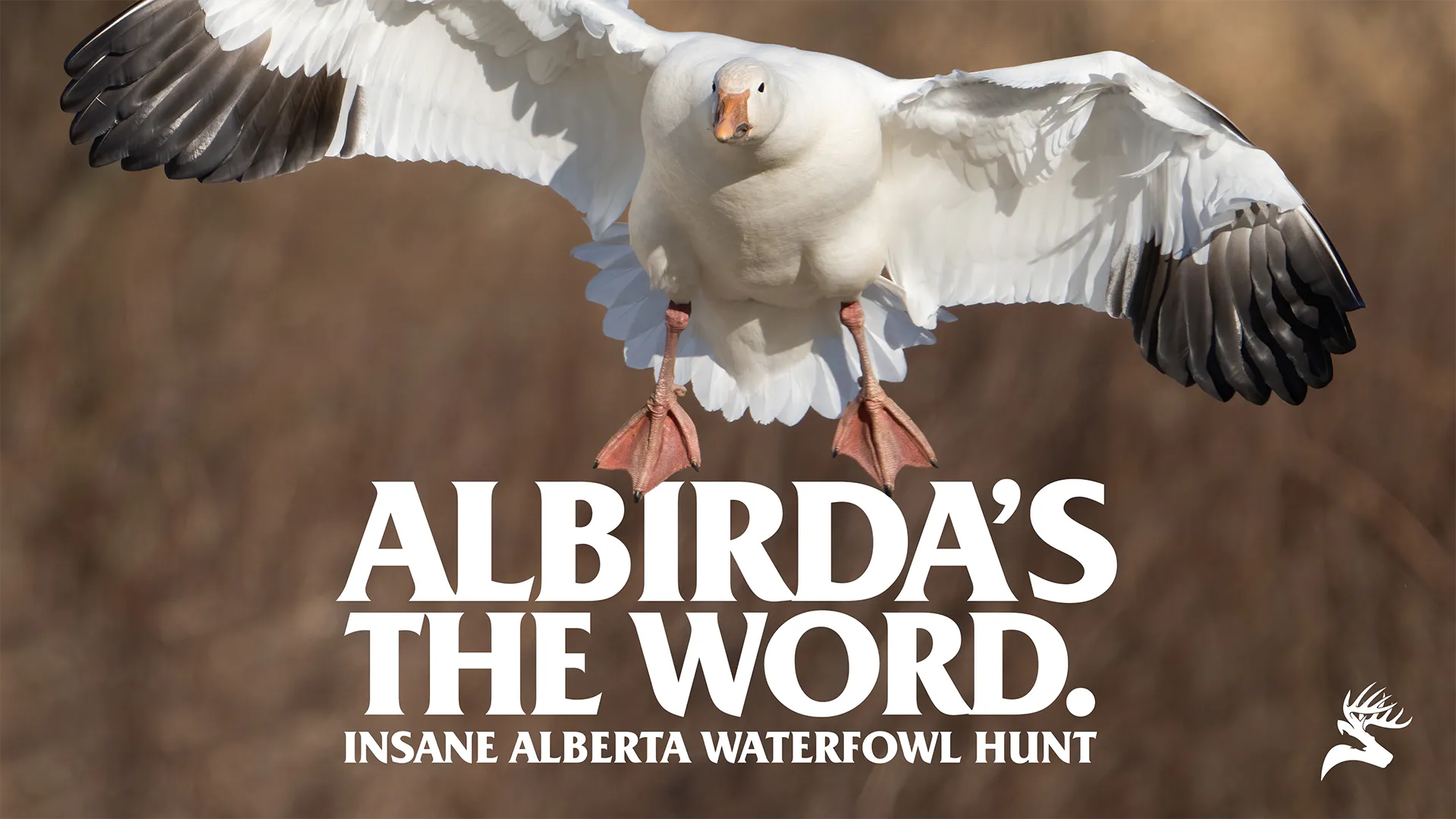 Alberta Waterfowl