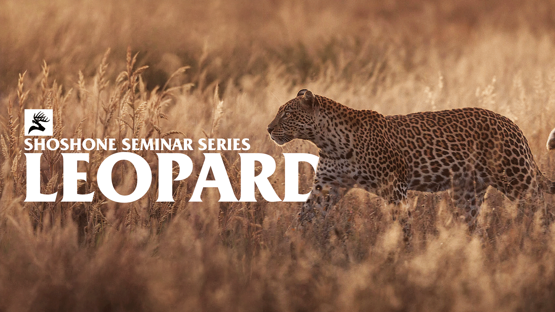 Leopard Hunting