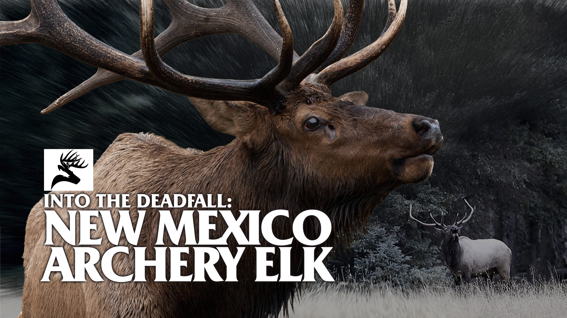 NM Archery Elk