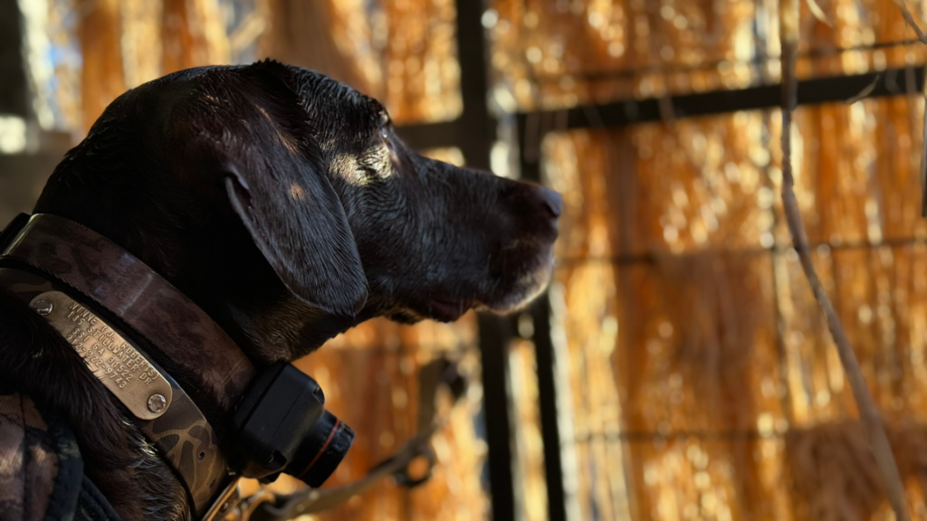 Dog2