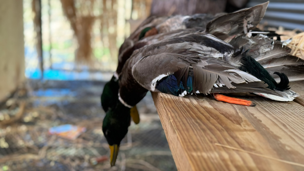 Ducks on table